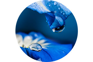 zoom gota de agua sobre flor azul
