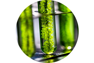 zoom tubo de ensayo algas verdes