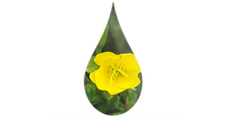 Flor de onagra amarilla en una gota